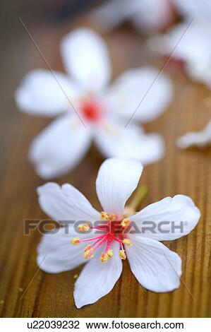 Stock Image - Close-up of white flowers on wood. Fotosearch
