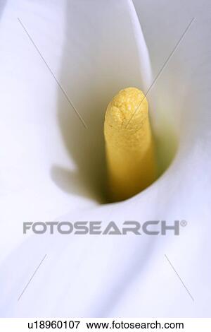 Extreme close to a white calla View Large Photo Image Stock Photo - Extreme close to a white calla. Fotosearch
