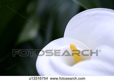 Picture - Single white calla, close-up. Fotosearch