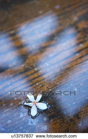 Single white flower on wooden floor, elevated view View Large Photo Image Stock Photo - Single white flower on wooden floor, elevated view. Fotosearch