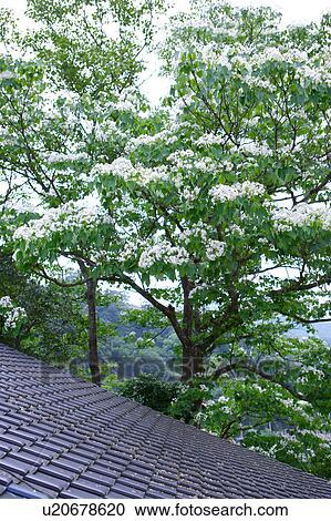 Stock Image - Trees by roof. Fotosearch