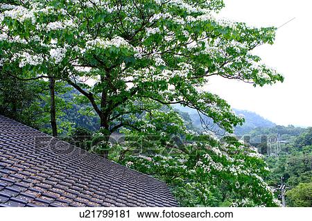 Stock Image - Trees with white flowers by roof. Fotosearch