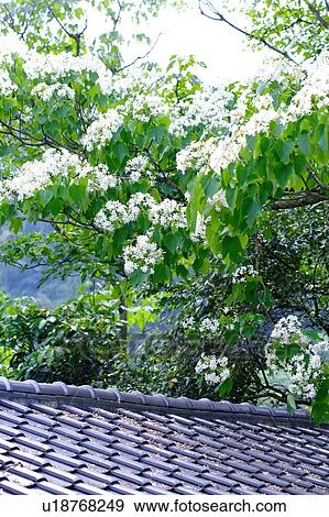 Stock Photo - Trees with white flowers by roof. Fotosearch