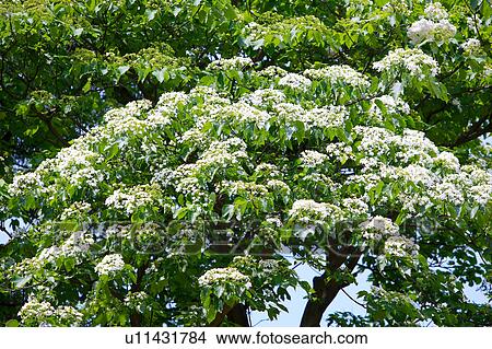 Picture - Trees with white flowers. Fotosearch