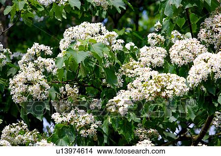 Trees with white flowers View Large Photo Image Picture - Trees with white flowers. Fotosearch