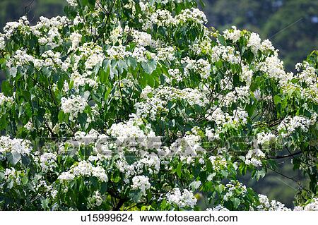 Picture - Trees with white flowers. Fotosearch