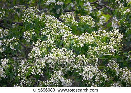 Stock Image - Trees with white flowers. Fotosearch