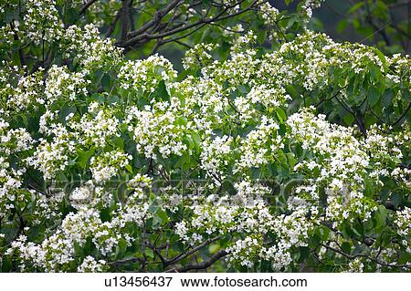 Trees with white flowers View Large Photo Image Stock Photo - Trees with white flowers. Fotosearch