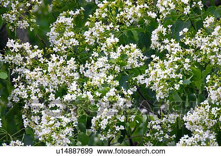 Stock Photo - Trees with white flowers. Fotosearch