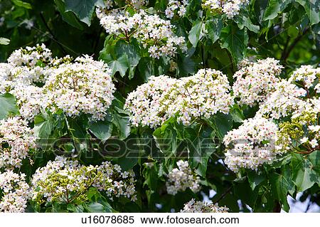 Stock Photography - Trees with white flowers. Fotosearch