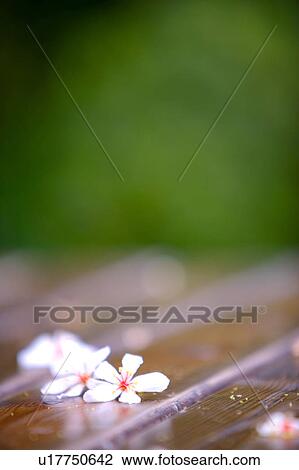 Two white flowers on wood View Large Photo Image Stock Image - Two white flowers on wood. Fotosearch