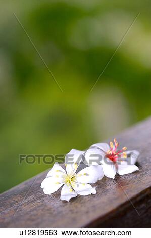 Two white flowers on wooden rim View Large Photo Image Stock Image - Two white flowers on wooden rim. Fotosearch