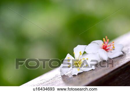 Stock Image - Two white flowers on wooden rim. Fotosearch