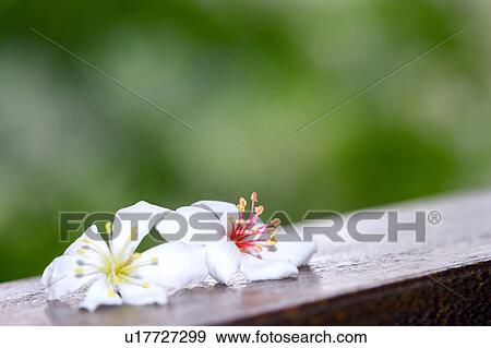 Two white flowers on wooden rim View Large Photo Image Stock Photo - Two white flowers on wooden rim. Fotosearch