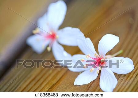 Two white flowers placing on wood View Large Photo Image Stock Photo - Two white flowers placing on wood. Fotosearch