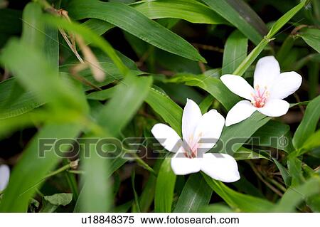 Two white flowers with green leaves, high angle view View Large Photo Image Stock Photography - Two white flowers with green leaves, high angle view. Fotosearch