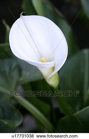 White calla, close-up View Large Photo Image Stock Photo - White calla, close-up. Fotosearch