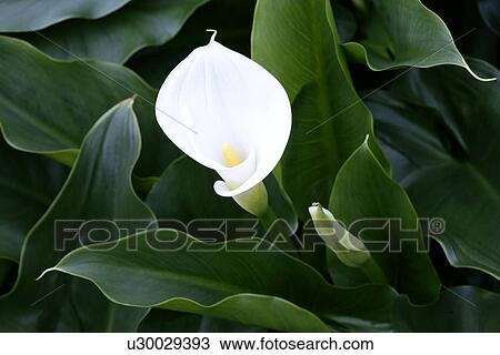 White calla View Large Photo Image Stock Image - White calla. Fotosearch
