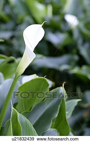 Stock Photo - White calla. Fotosearch