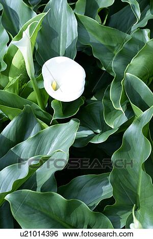 Stock Photograph - White calla. Fotosearch