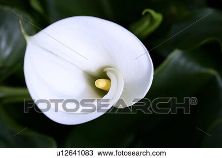 White calla, view above View Large Photo Image Stock Image - White calla, view above. Fotosearch