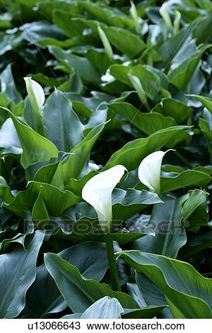Stock Image - White callas. Fotosearch