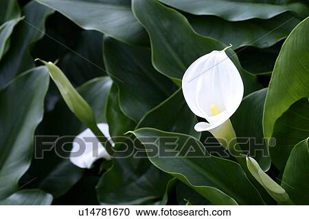 White callas View Large Photo Image Stock Image - White callas. Fotosearch