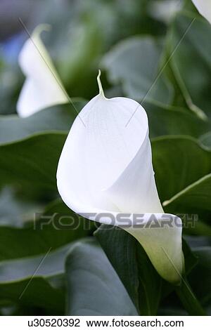 White callas View Large Photo Image Stock Image - White callas. Fotosearch