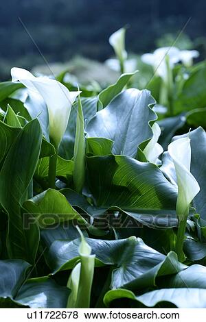 White callas View Large Photo Image Stock Photo - White callas. Fotosearch