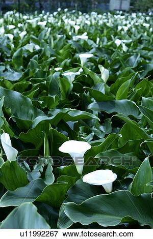 White callas View Large Photo Image Stock Photo - White callas. Fotosearch