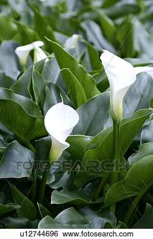 Stock Photograph - White callas. Fotosearch