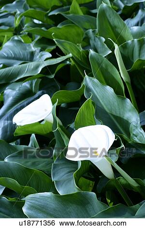 White callas View Large Photo Image Stock Photograph - White callas. Fotosearch