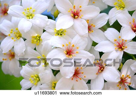 White flowers, close-up View Large Photo Image Stock Image - White flowers, close-up. Fotosearch