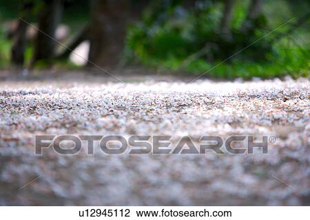 White flowers falling on ground View Large Photo Image Stock Image - White flowers falling on ground. Fotosearch