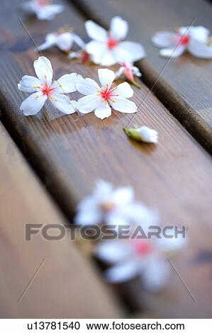 White flowers on wood, close-up View Large Photo Image Stock Image - White flowers on wood, close-up. Fotosearch