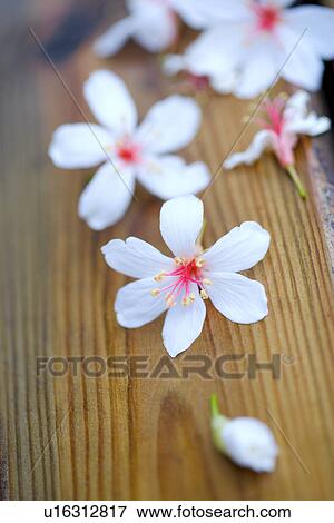 White flowers on wooden rim View Large Photo Image Stock Photo - White flowers on wooden rim. Fotosearch