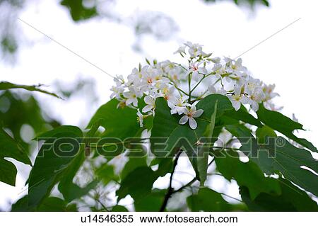 Stock Photography - White flowers with green leaves, low angle view. Fotosearch