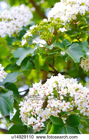 Stock Image - White flowers with green leaves. Fotosearch