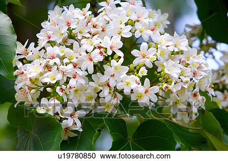 Stock Image - White flowers with green leaves, close-up. Fotosearch