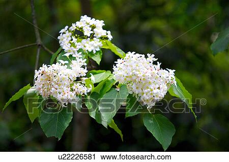 White flowers with green leaves View Large Photo Image Stock Image - White flowers with green leaves. Fotosearch