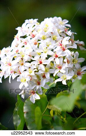 Stock Image - White flowers with green leaves, close-up. Fotosearch