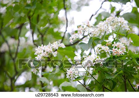 Stock Image - White flowers with green leaves. Fotosearch