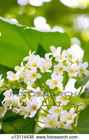 White flowers with green leaves View Large Photo Image Stock Photo - White flowers with green leaves. Fotosearch