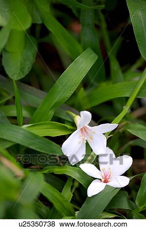 White flowers with green leaves View Large Photo Image Stock Photo - White flowers with green leaves. Fotosearch