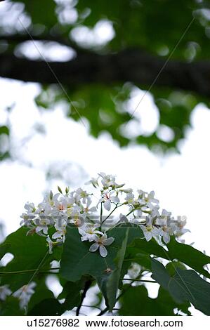 Stock Image - White flowers with leaves, low angle view. Fotosearch