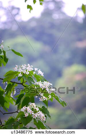 Stock Photography - White flowes with green leaves, mountains and trees in background. Fotosearch