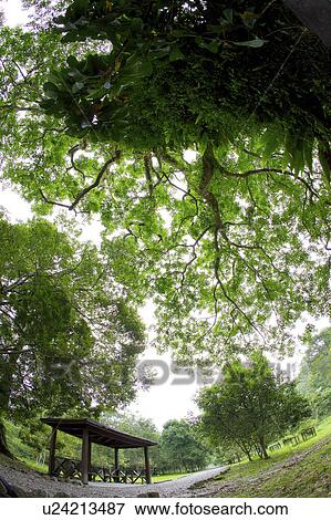 Crowns of trees against sky, fish eye lens View Large Photo Image Stock Photo - Crowns of trees against sky, fish eye lens. Fotosearch