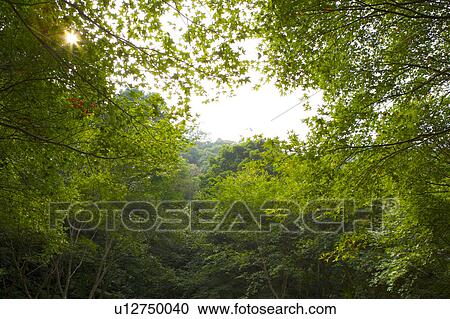 Stock Image - Crowns of trees against sky. Fotosearch