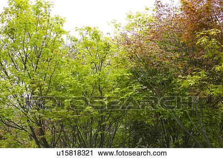 Crowns of trees against sky View Large Photo Image Stock Image - Crowns of trees against sky. Fotosearch