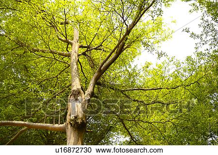 Crowns of trees against sky View Large Photo Image Stock Image - Crowns of trees against sky. Fotosearch